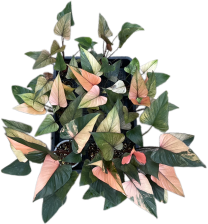 Homalomena Rubescens Pink Diamond