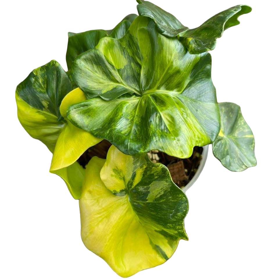 Philodendron Atom Variegated