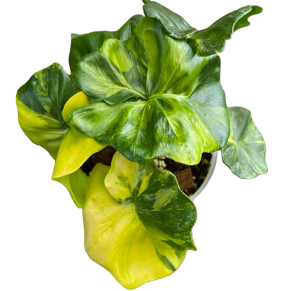 Buy Philodendron Super Atom Variegated