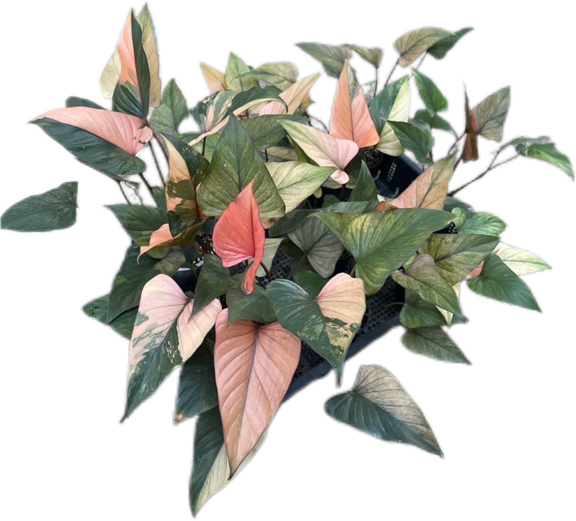 Homalomena Rubescens Pink Diamond