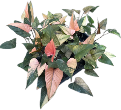 Homalomena Rubescens Pink Diamond