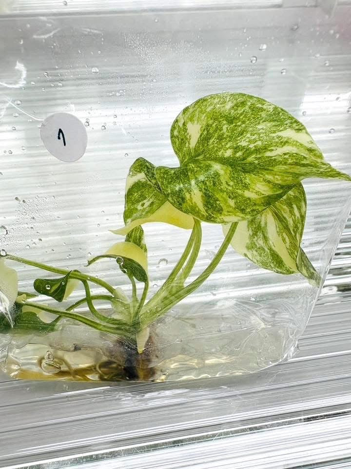 Monstera Thai Constellation High Variegated – Tissue Culture Wholesale