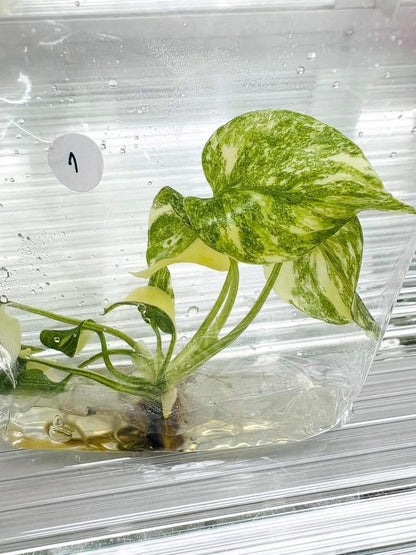 Monstera Thai Constellation High Variegated – Tissue Culture Wholesale