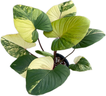 Homalomena Rubescens Aurea  Variegated