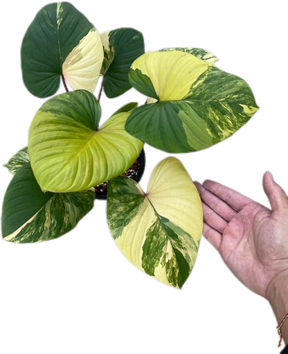Homalomena Rubescens Aurea  Variegated