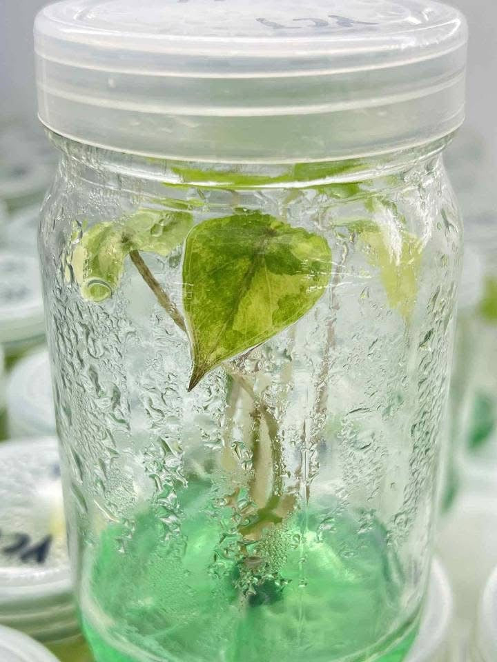 Alocasia Yucatán Princess Aurea Variegated – Tissue Culture (Wholesale)