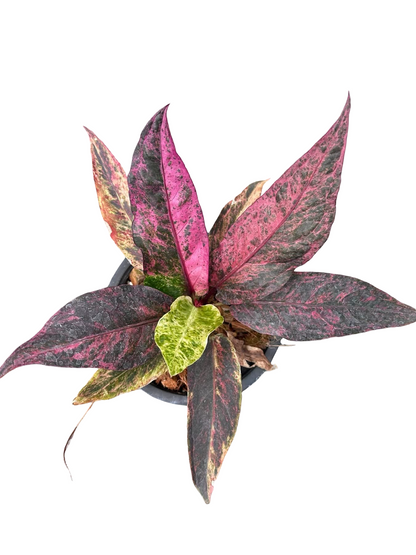 Anthurium Hookeri Pink (Renaissance) Variegated (Medium Size)