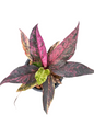 Anthurium Hookeri Pink (Renaissance) Variegated (Medium Size)
