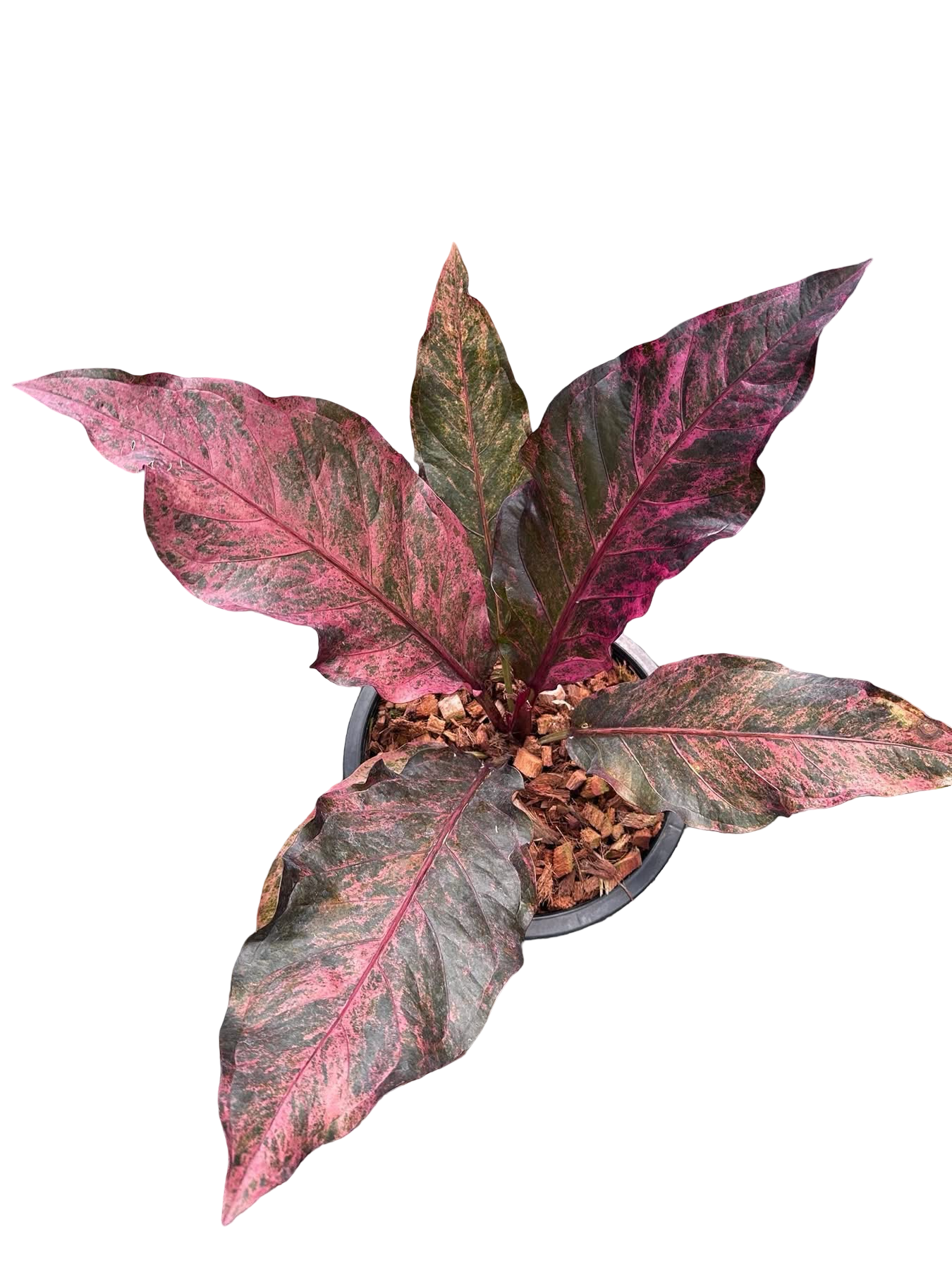 Anthurium Hookeri Pink (Renaissance) Variegated (Medium Size)