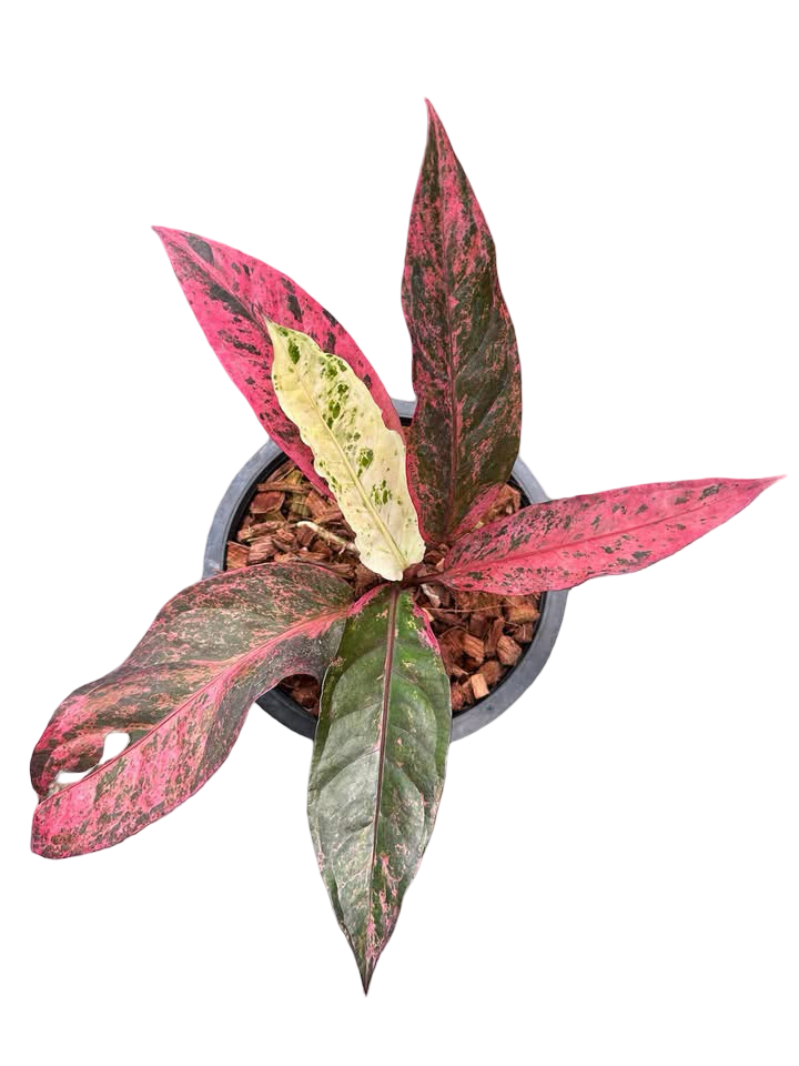 Anthurium Hookeri Pink (Renaissance) Variegated (Medium Size)