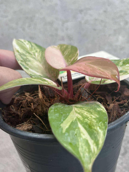 Philodendron ‘McColley’s Finale’ Variegated
