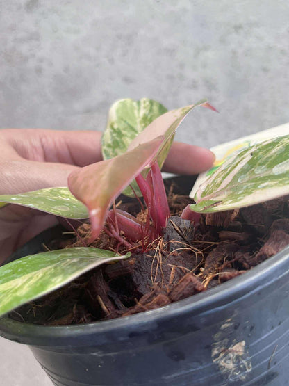 Philodendron ‘McColley’s Finale’ Variegated