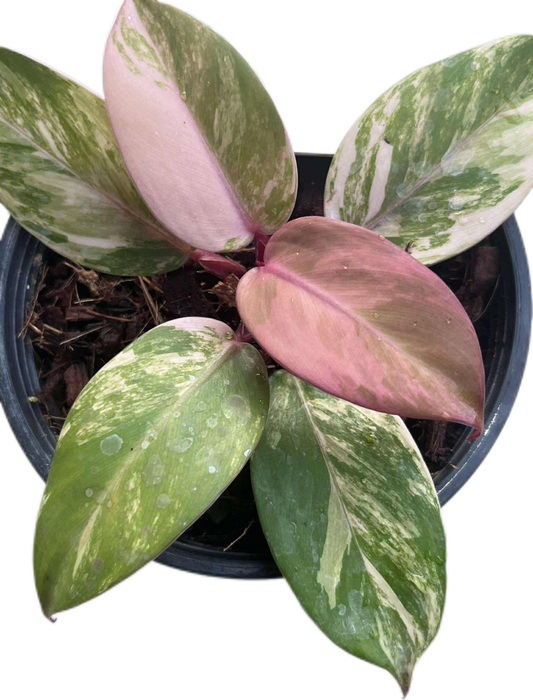 Philodendron ‘McColley’s Finale’ Variegated 
