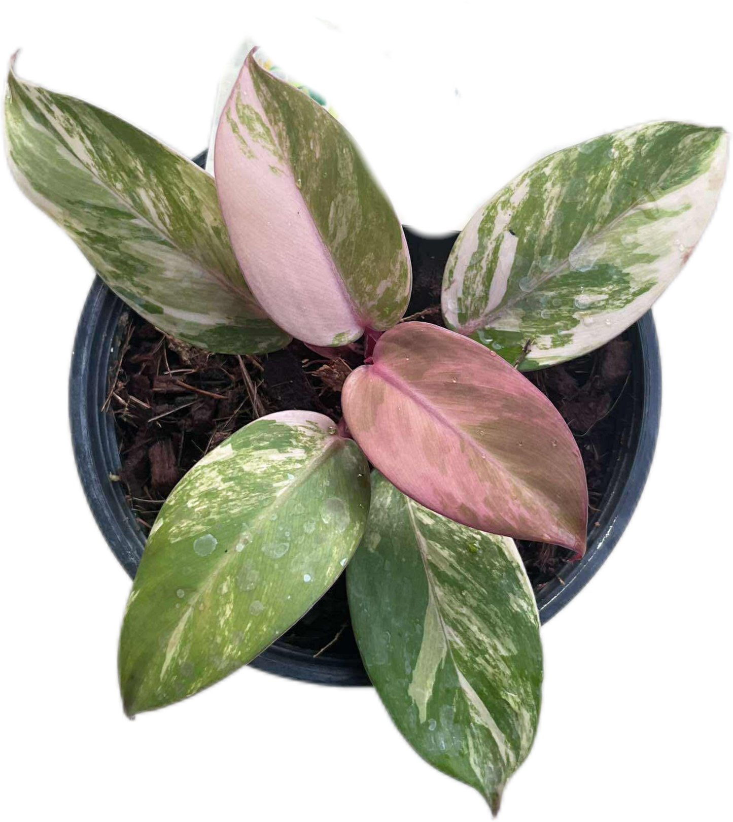 Philodendron ‘McColley’s Finale’ Variegated 