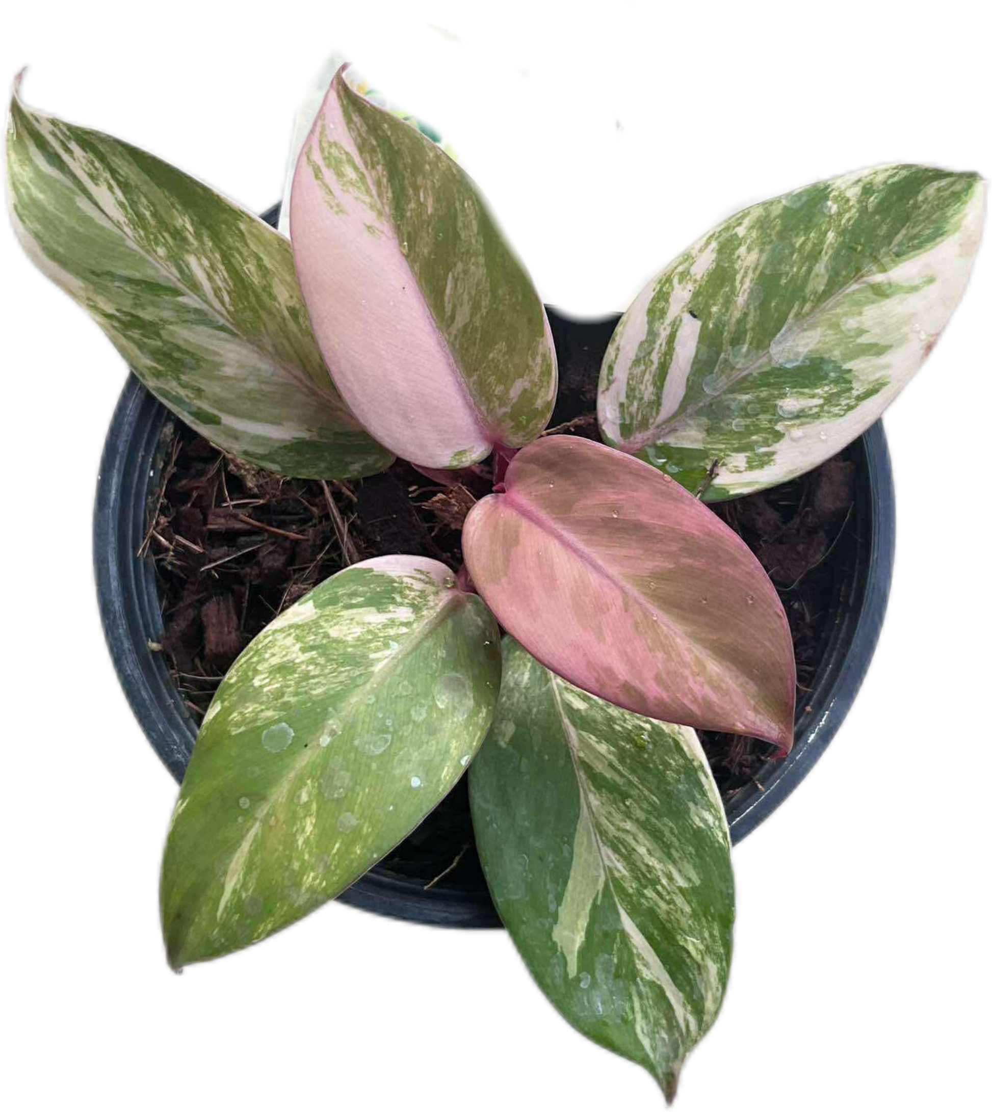 Philodendron ‘McColley’s Finale’ Variegated 