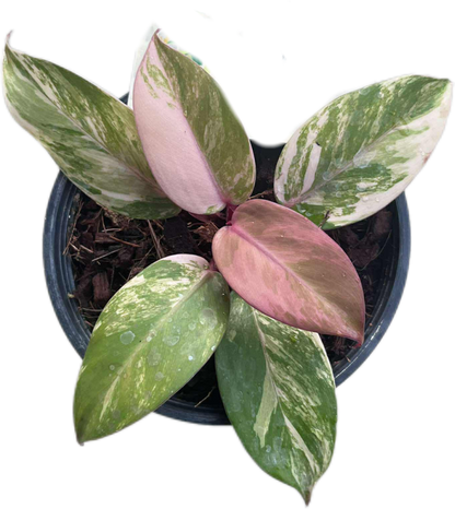 Philodendron ‘McColley’s Finale’ Variegated 