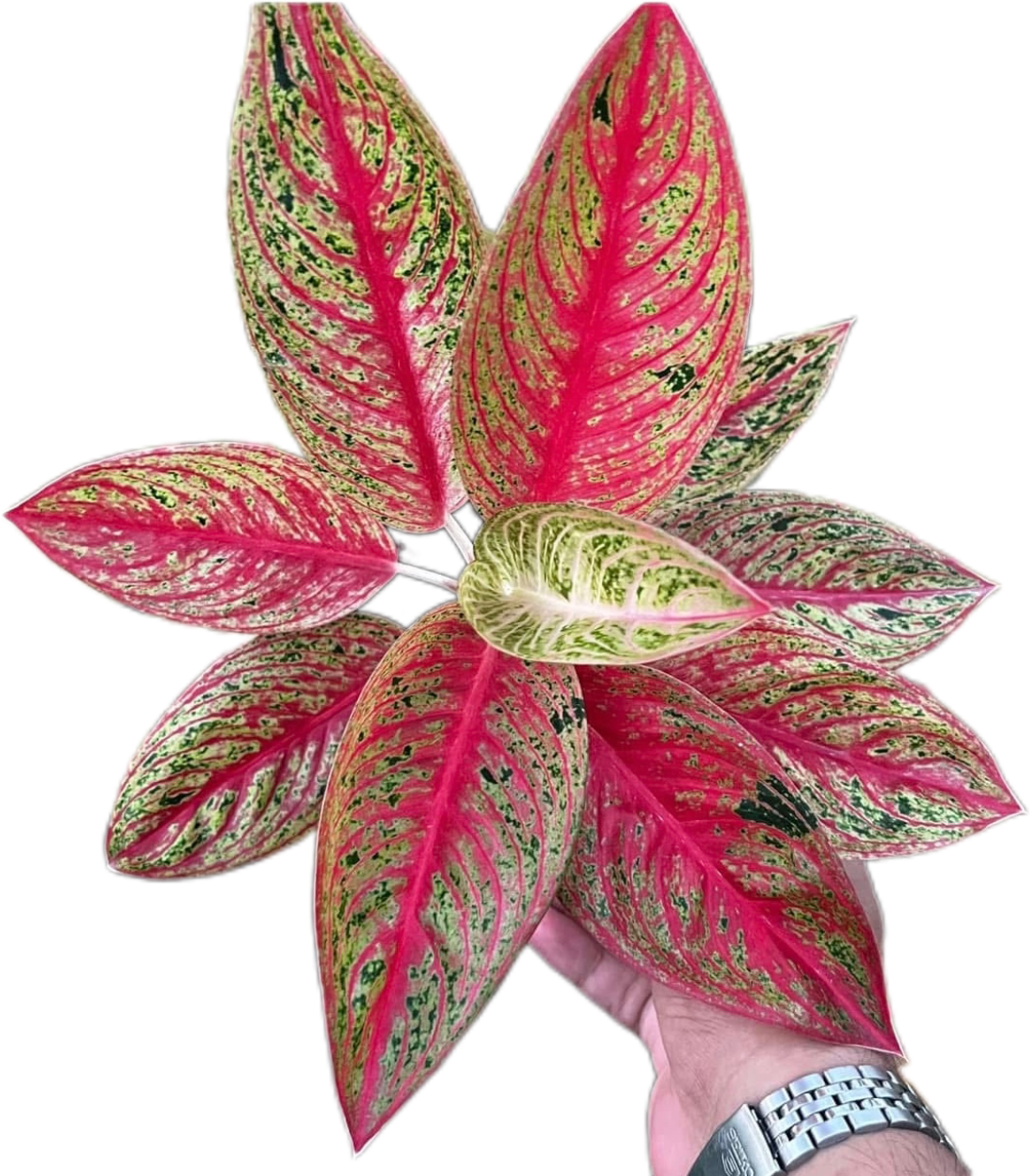 Aglaonema “Legacy Red”