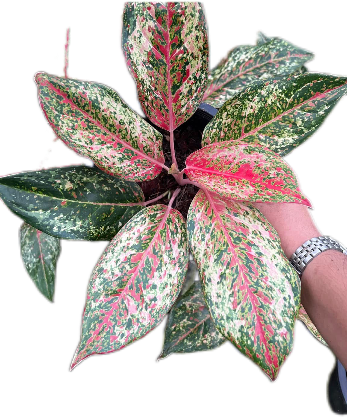 Aglaonema “Yi Sib Garat”