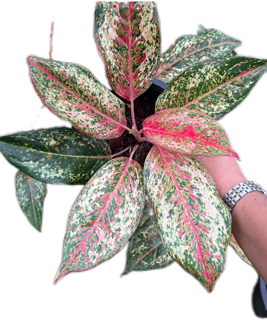 Aglaonema “Yi Sib Garat”