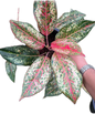 Aglaonema “Yi Sib Garat”