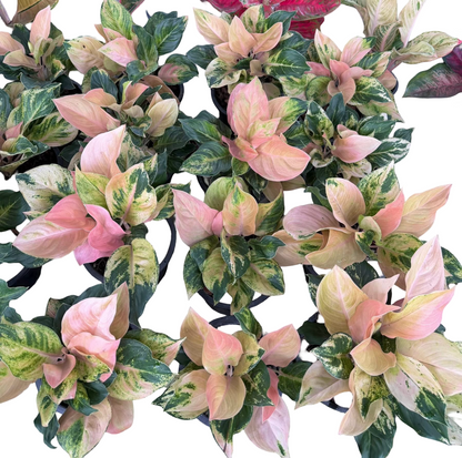 Aglaonema ‘Amazon Pink’ Variegated – Full Pot (3–4 Plants per Pot)