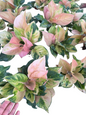 Aglaonema ‘Amazon Pink’ Variegated – Full Pot (3–4 Plants per Pot)