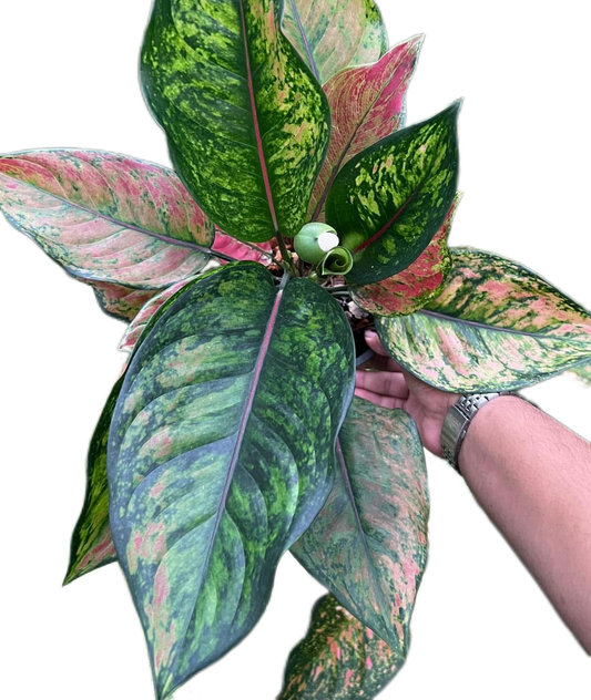 Aglaonema “Heng Heng”