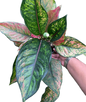 Aglaonema “Heng Heng”