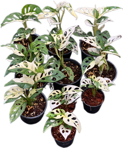 Monstera Adansonii Albo Variegated