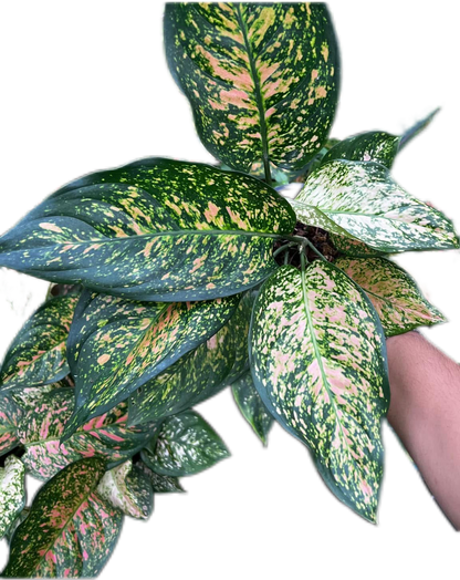 Aglaonema “Aynmanee Som”