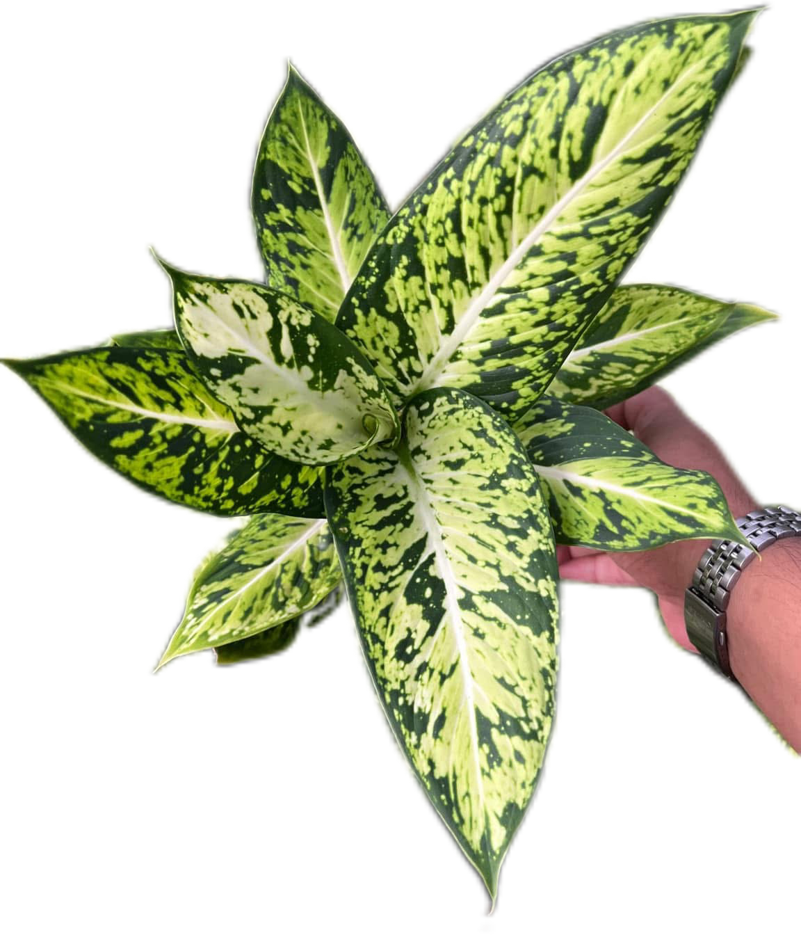 Aglaonema “Rub Thong”