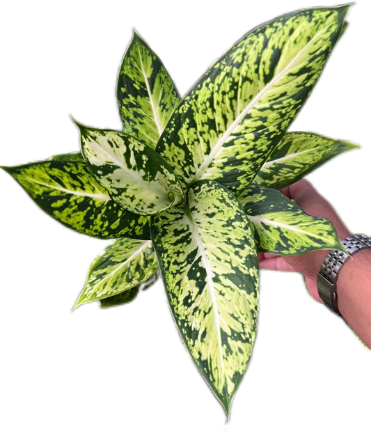 Aglaonema “Rub Thong”