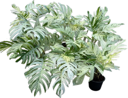 Epipremnum Pinnatum Marble Variegated Big Set of 5 Plants