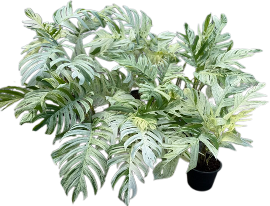 Epipremnum Pinnatum Marble Variegated Big Set of 5 Plants