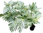 Epipremnum Pinnatum Marble Variegated Big Set of 5 Plants