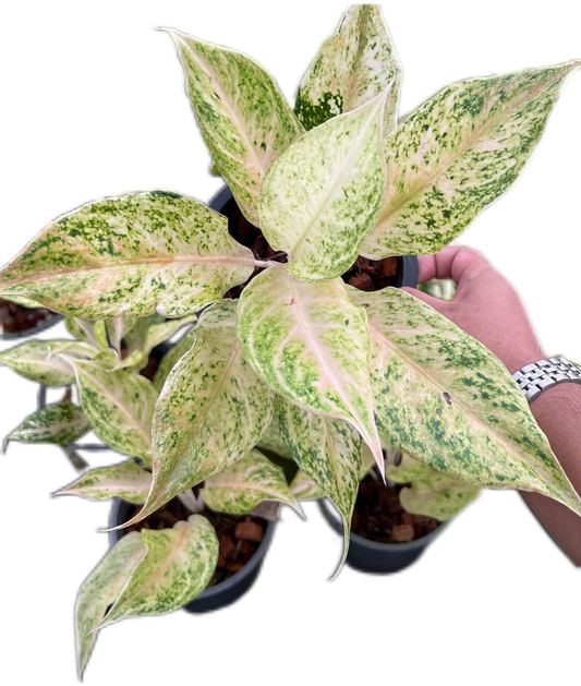 Aglaonema “Lak Chai”