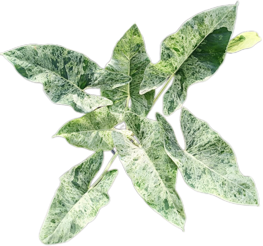 Alocasia Epilithica Aurea Variegated