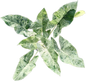 Alocasia Epilithica Aurea Variegated