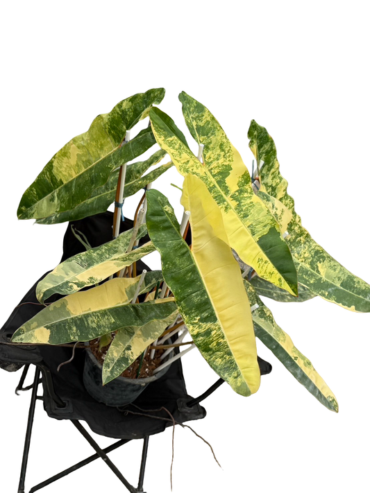 Philodendron Billitiae Variegated – Big Size (Actual Plant)