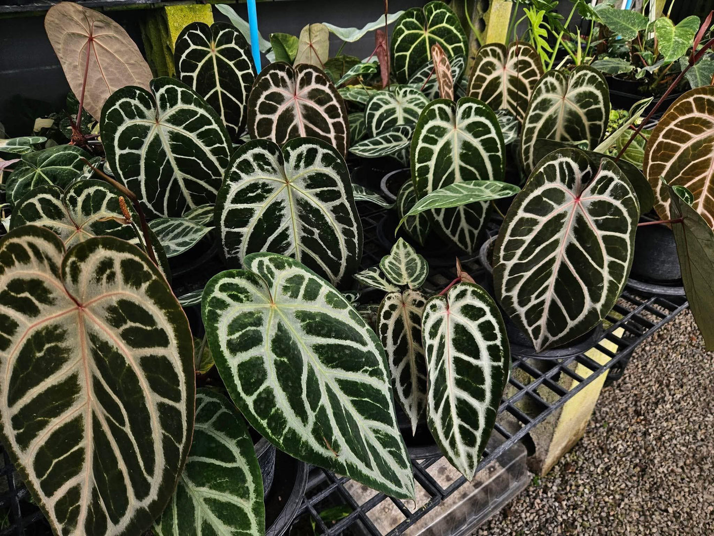 Anthurium ‘Silver Butterfly’ × ‘Michelle’