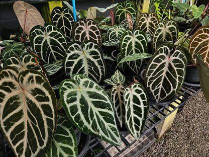 Anthurium ‘Silver Butterfly’ × ‘Michelle’