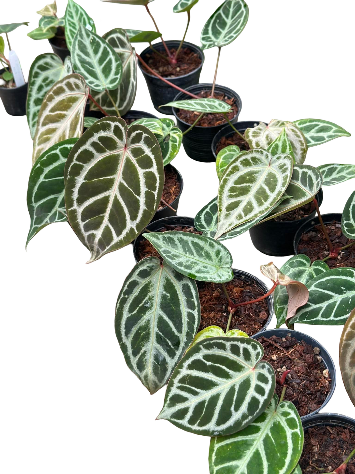 Anthurium ‘Silver Butterfly’ × ‘Michelle’