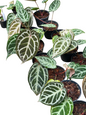 Anthurium ‘Silver Butterfly’ × ‘Michelle’
