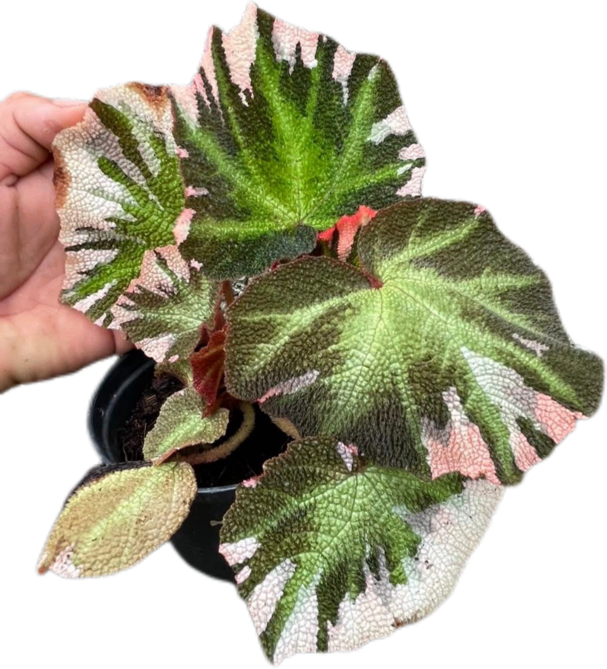 Begonia Soli Mutata Variegated Set of 5 Plants