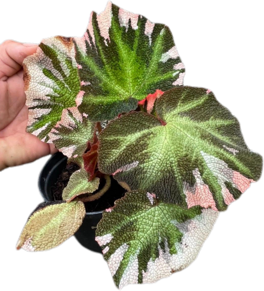 Begonia Soli Mutata Variegated Set of 5 Plants
