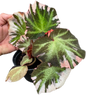 Begonia Soli Mutata Variegated Set of 5 Plants