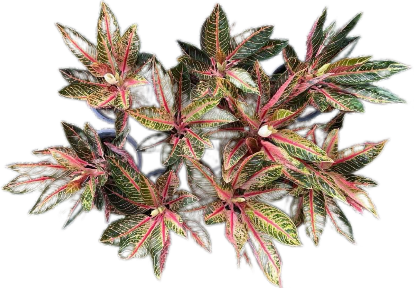 Aglaonema “Bunlung Thapthim” Wholesale Set of 5 Plants