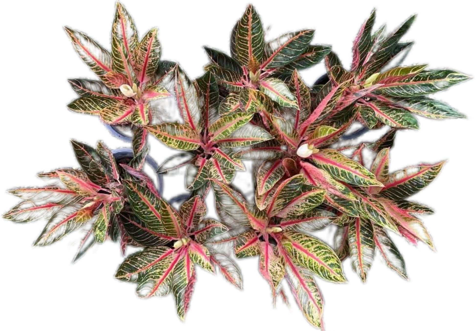 Aglaonema “Bunlung Thapthim” Wholesale Set of 5 Plants