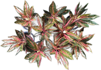 Aglaonema “Bunlung Thapthim” Wholesale Set of 5 Plants
