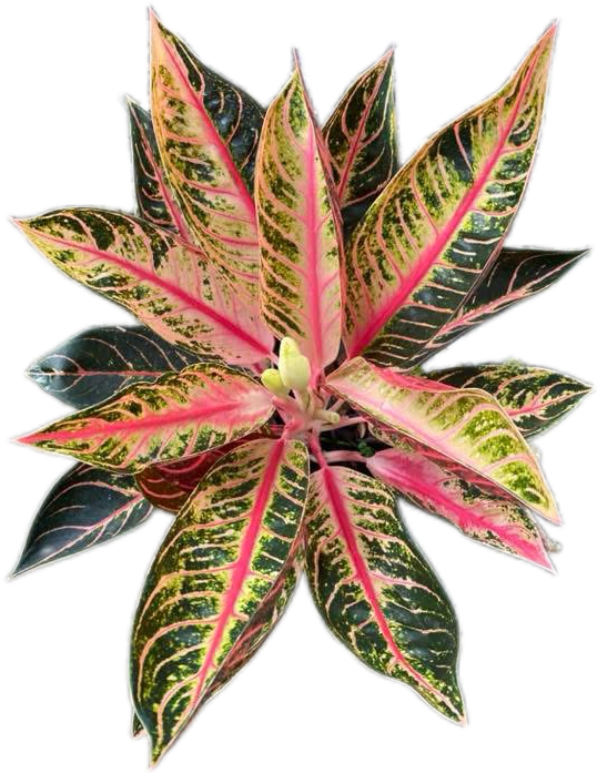 Aglaonema “Bunlung Thapthim” Wholesale Set of 5 Plants